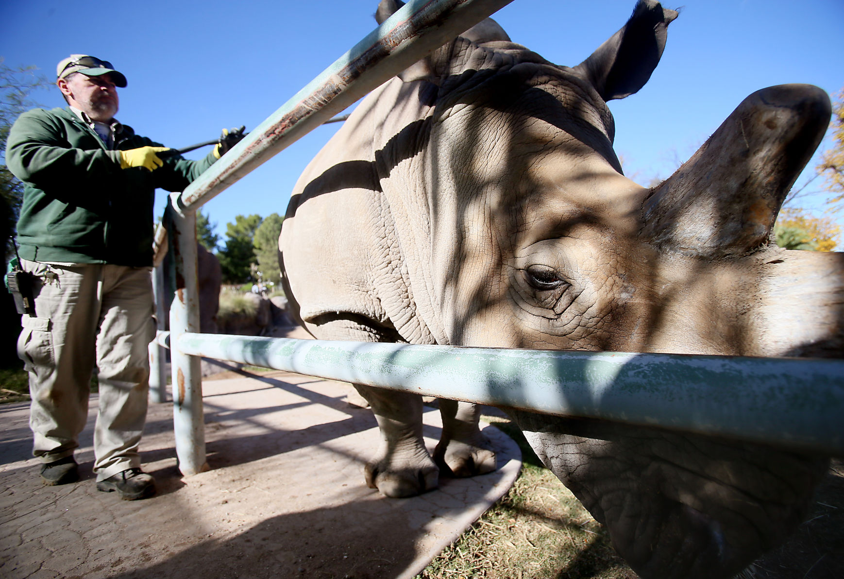 Reid Park Zoo rhino